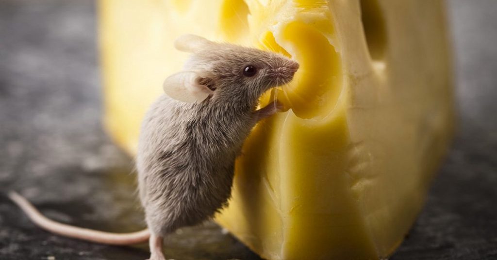 Chi ha spostato il mio formaggio