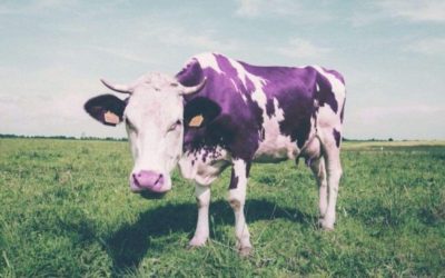 La mucca viola: come diventare degni di nota